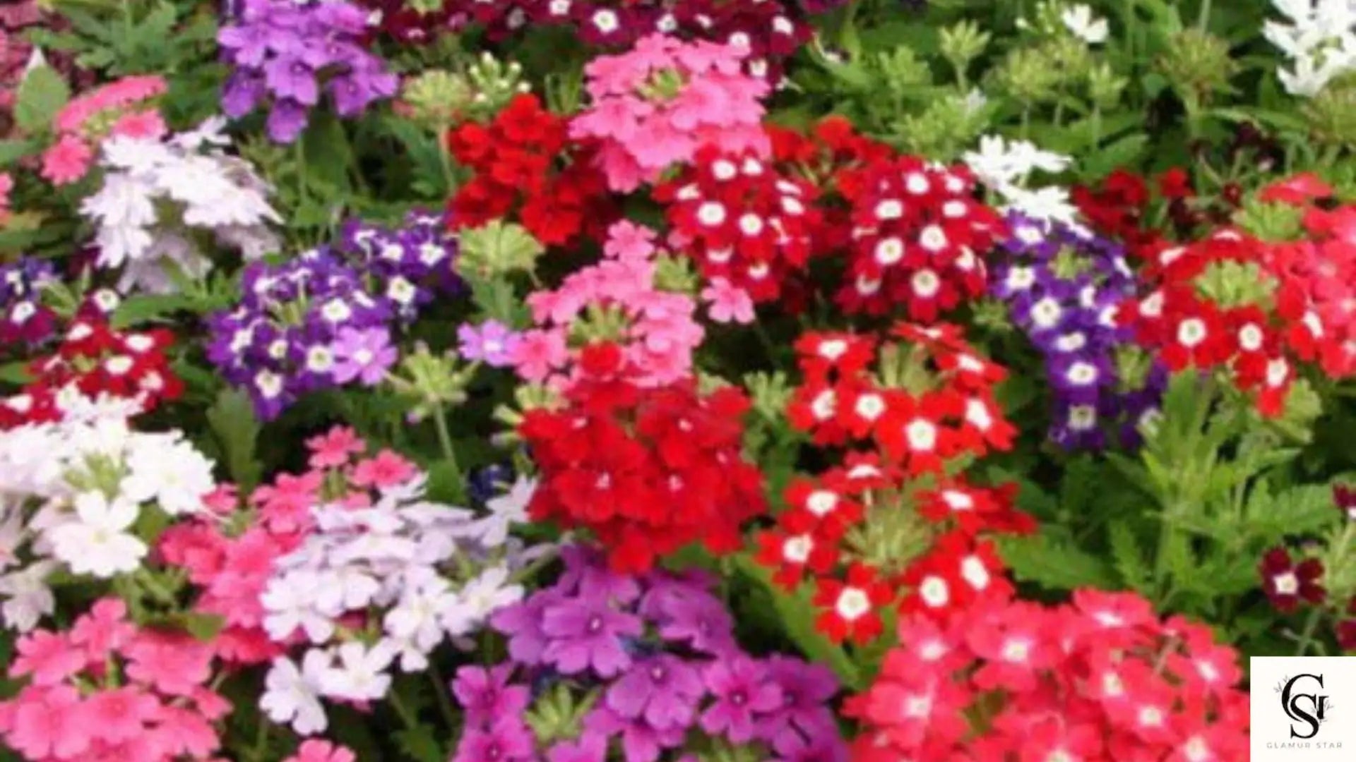 Verbena Compacta Mix  200 Non-GMO Seeds | Colorful Groundcover | Dwarf Perennial | Pollinator Friendly | Easy Grow Flower Seeds