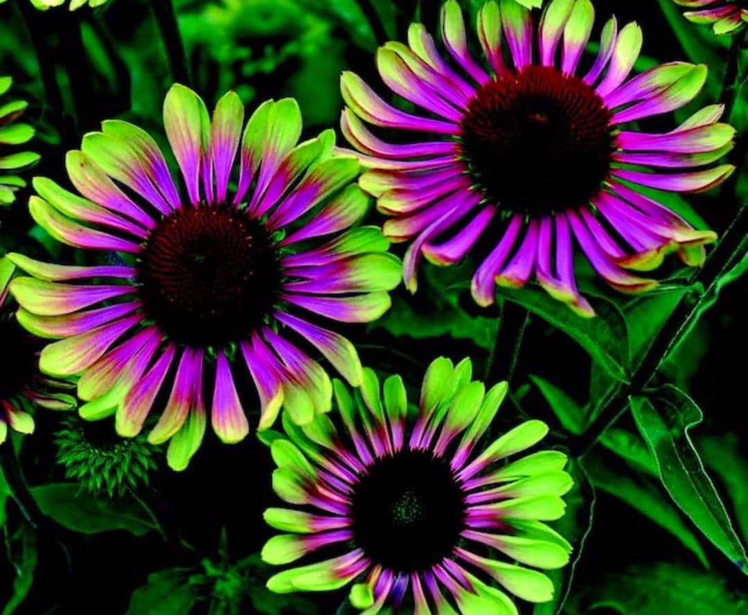 20 Purple Coneflower “Green Twister” Seeds – Spring  Summer Flowers, GMO-Free, Gardening Gift
