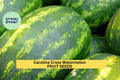 Carolina Cross Watermelon Seeds – 50+ Giant Fruit Seeds – Heirloom Variety for Sweet Pink Flesh  High-Yield Garden Harvest – USA