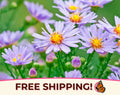 1600+ Smooth Blue Aster Seeds | Native Perennial Wildflower Seed Packet for Flower Gardening, Butterflies  Bees, Symphyotrichum laeve