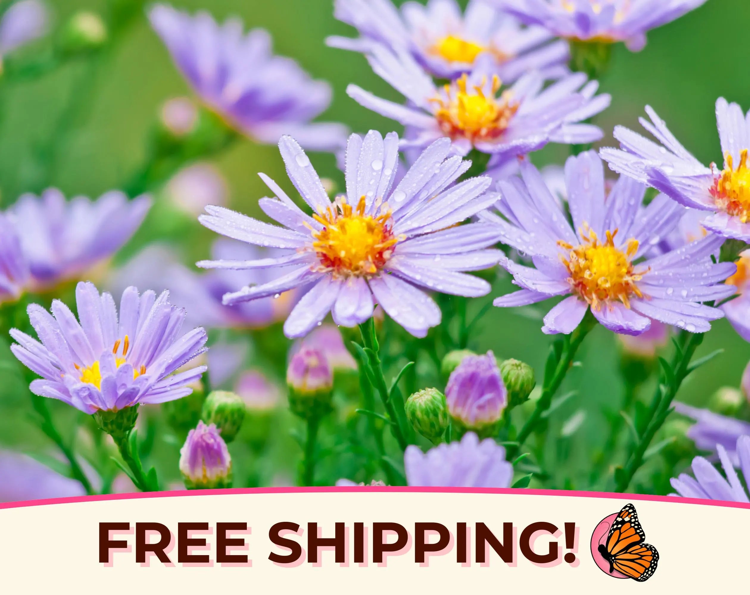 1600+ Smooth Blue Aster Seeds | Native Perennial Wildflower Seed Packet for Flower Gardening, Butterflies  Bees, Symphyotrichum laeve