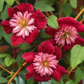 Double Red Clematis Seeds - 25 Large Bloom Climbing Perennial Vine Garden Flowers