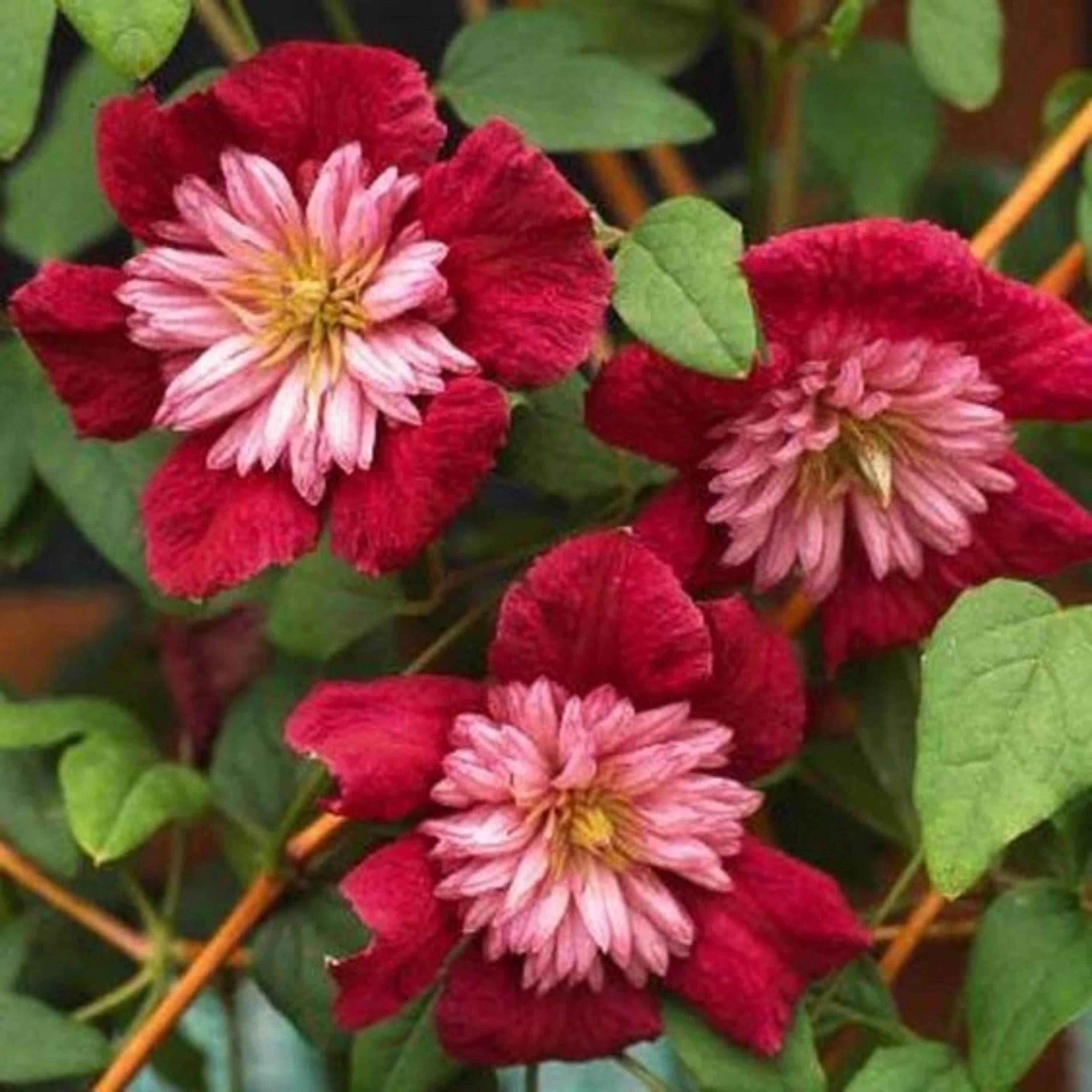 Double Red Clematis Seeds - 25 Large Bloom Climbing Perennial Vine Garden Flowers