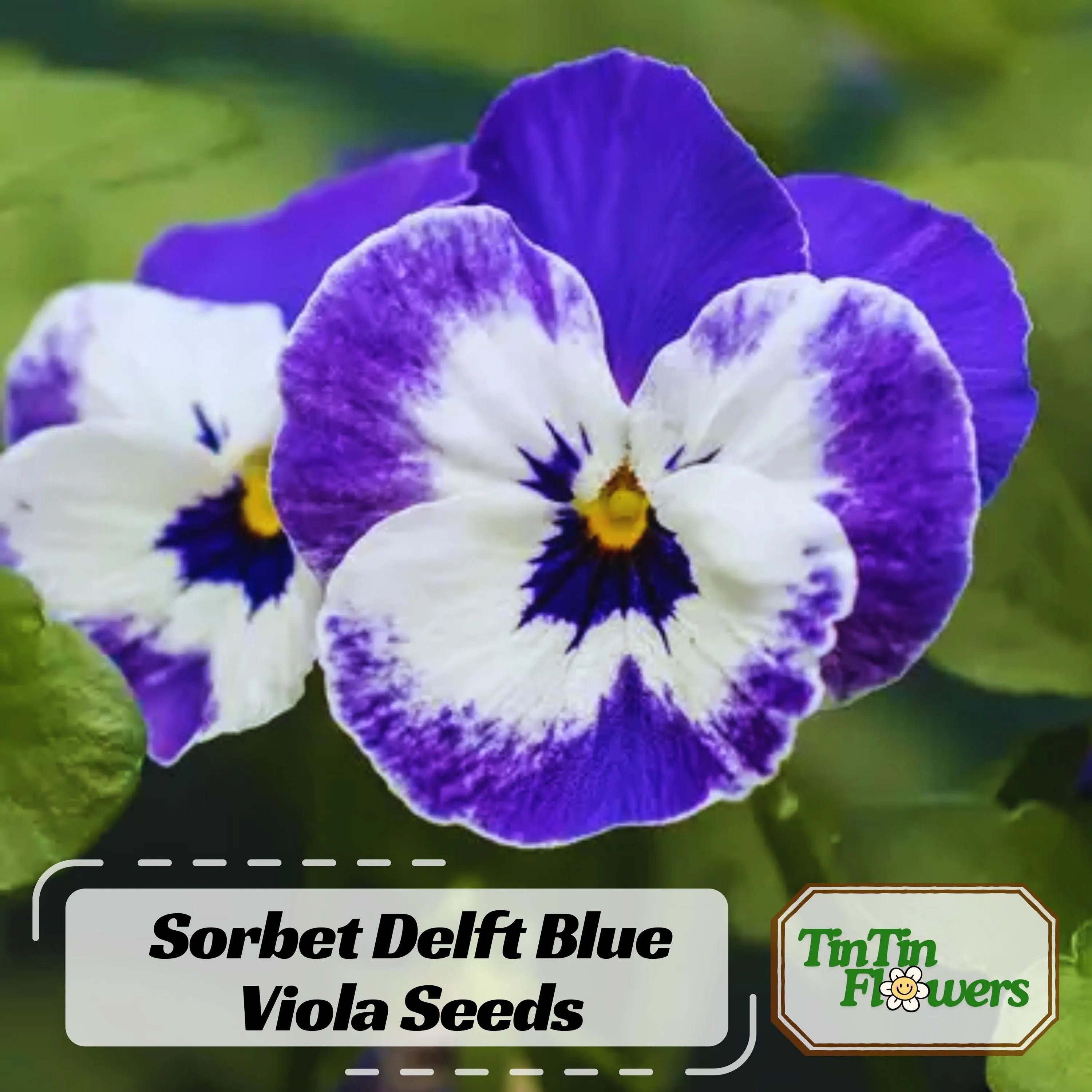 Sorbet Delft Blue Viola Seeds - Cold Resistant - Self-Pollinating - Draft Resistant - Plant in late Summer/Spring #229