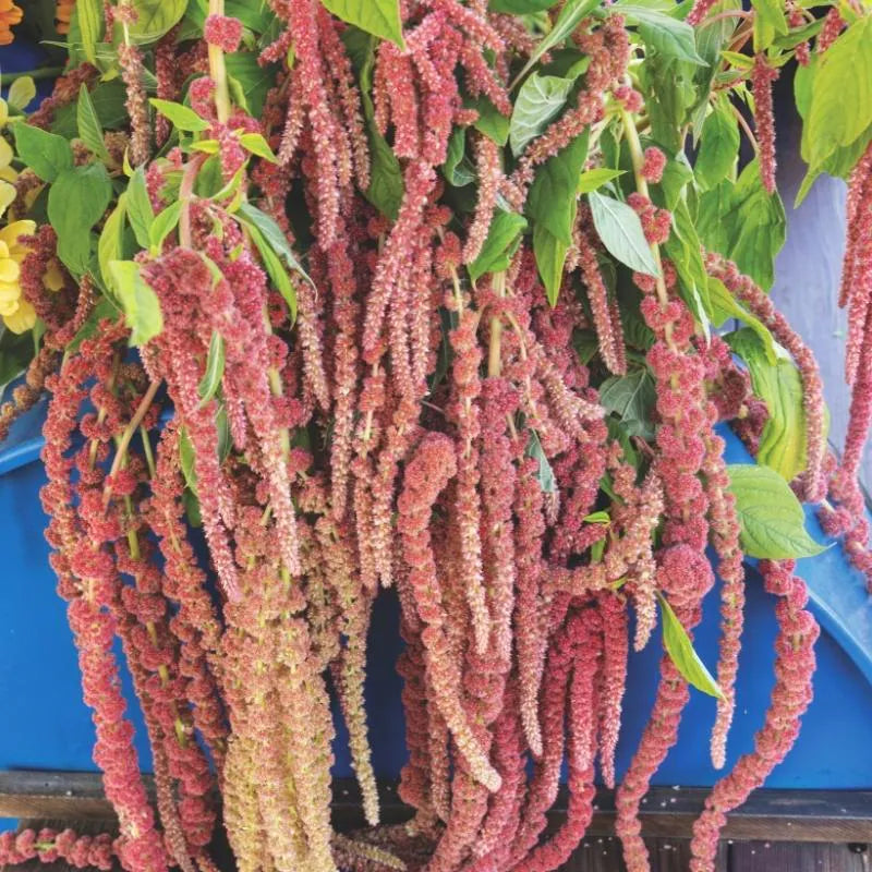 Amaranth #39;Coral Fountain#39; seeds