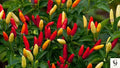 25+ Tabasco Hot Pepper Seeds  Non-GMO Heirloom | Spicy Garden Vegetable Seeds | Easy to Grow | Fresh USA Seeds for Planting