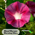 30s|Blood Maroon Morning Glory Seeds - Authentic Seeds, Annual, Flowers, Easy To Grow, Flower Seeds, Herbal Seeds, Vine Seedst #F028