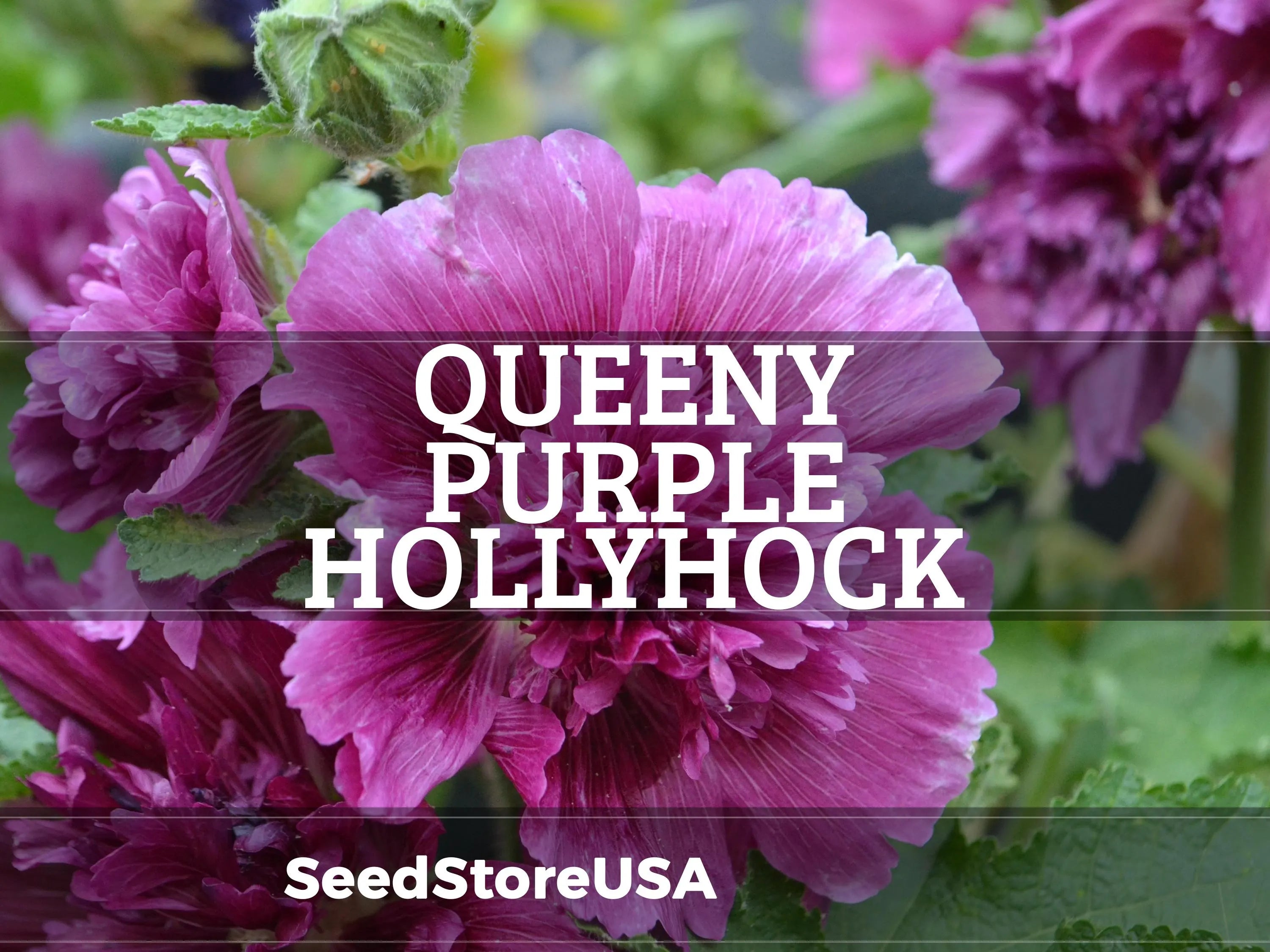 Queeny Purple Hollyhock Seeds | Alcea Rosea | Non-GMO | Flower Seeds | Seed Store | 1196(20 Seeds)