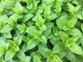 100/500/1000 SPEARMINT (English Mint) Mentha Spicata Herb Flower Seeds(100 Seeds)