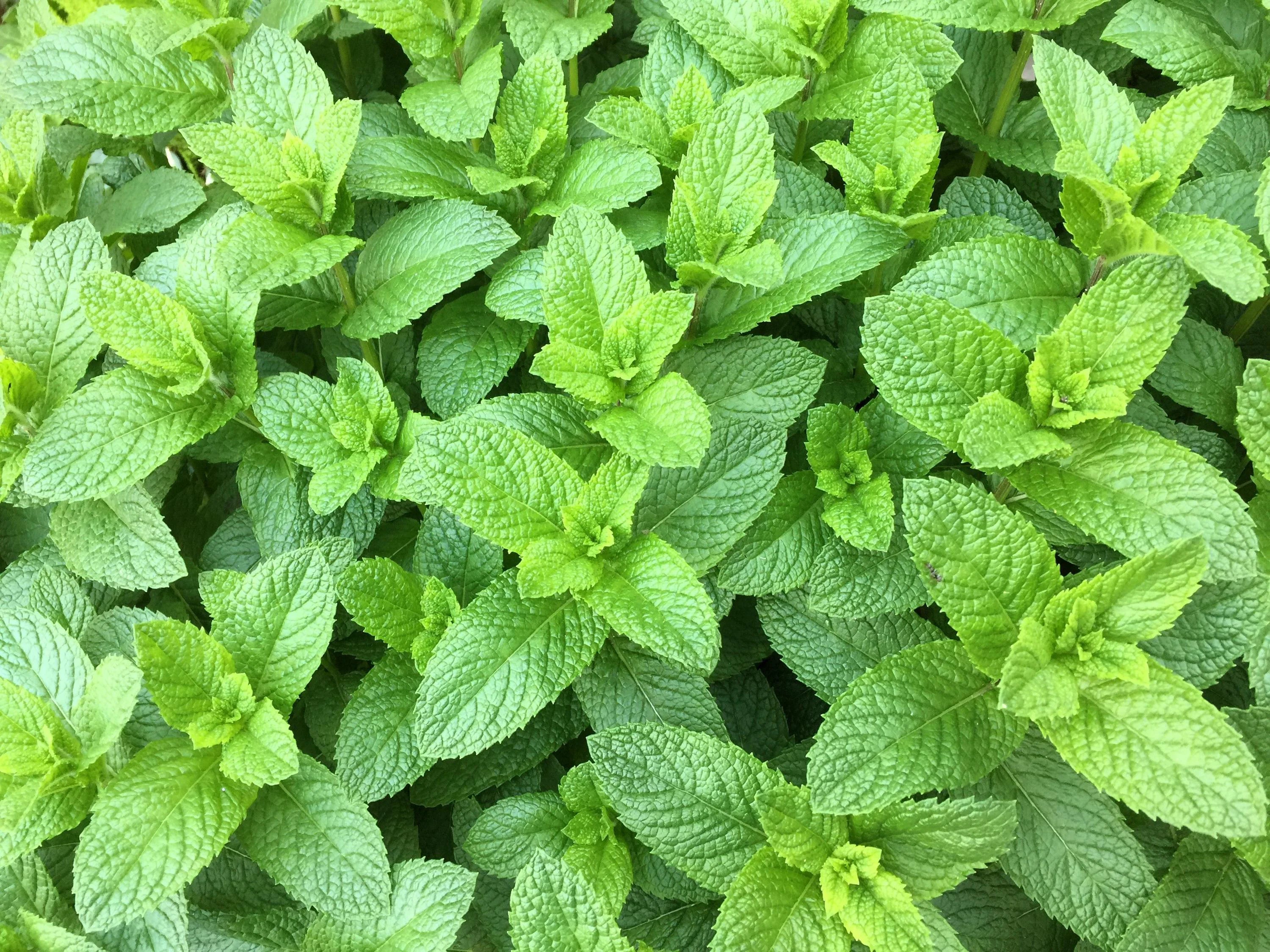 100/500/1000 SPEARMINT (English Mint) Mentha Spicata Herb Flower Seeds(100 Seeds)