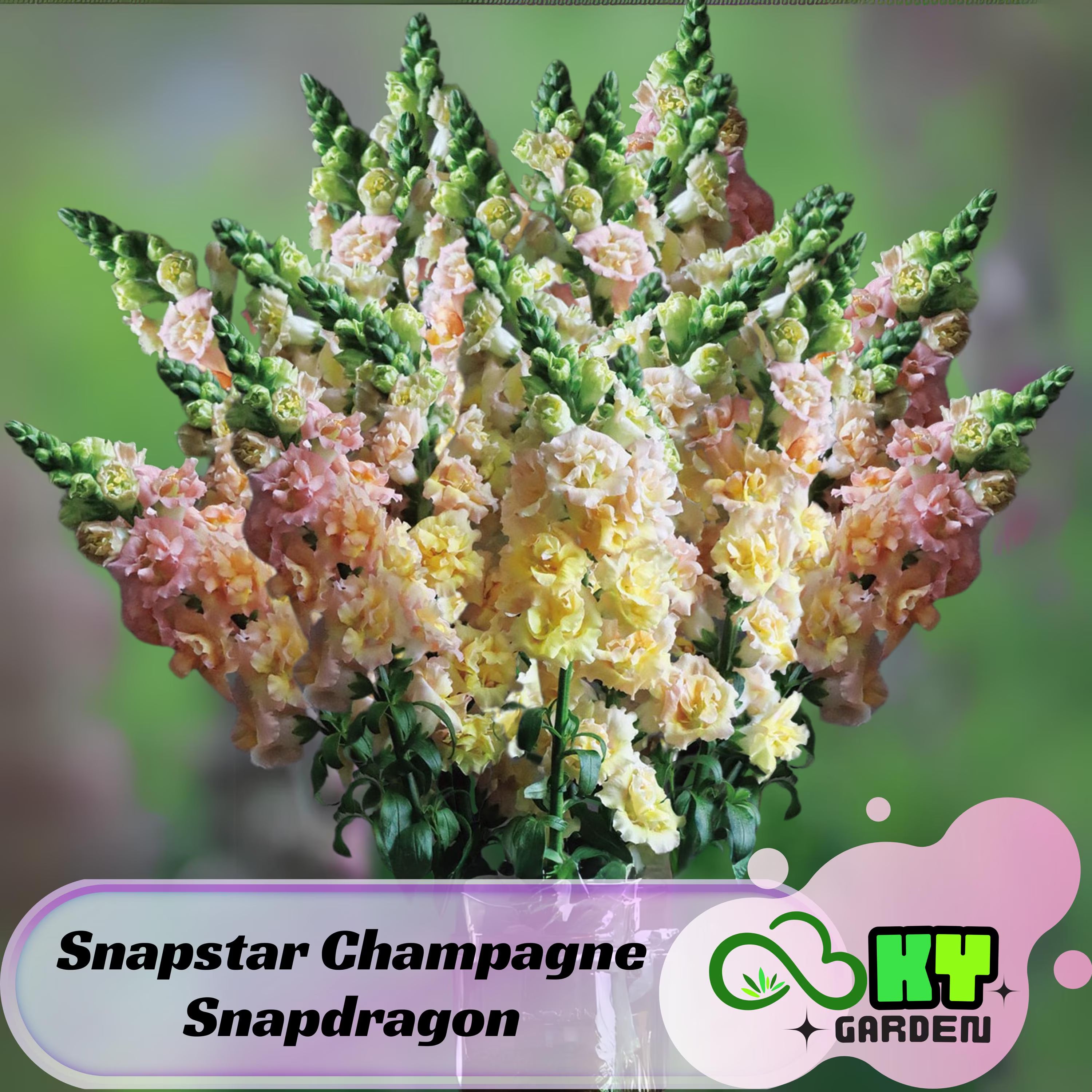 Snapstar Champagne Snapdragon Seeds - Potted -Cold Resistant -Attracts pollinators -Open-Pollinating -Plant before the frost/after frost