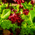 Lettuce seed gourmet blend