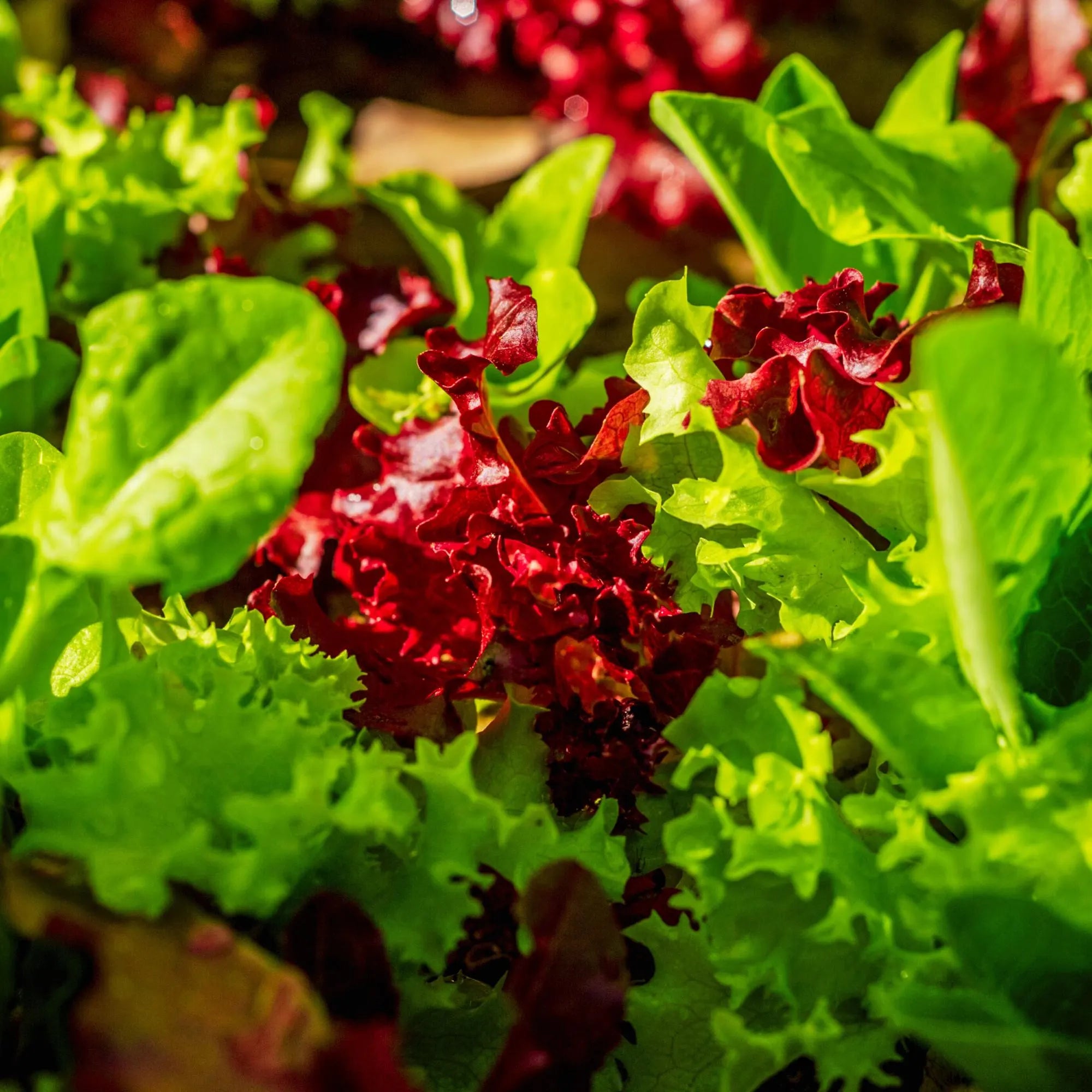 Lettuce seed gourmet blend