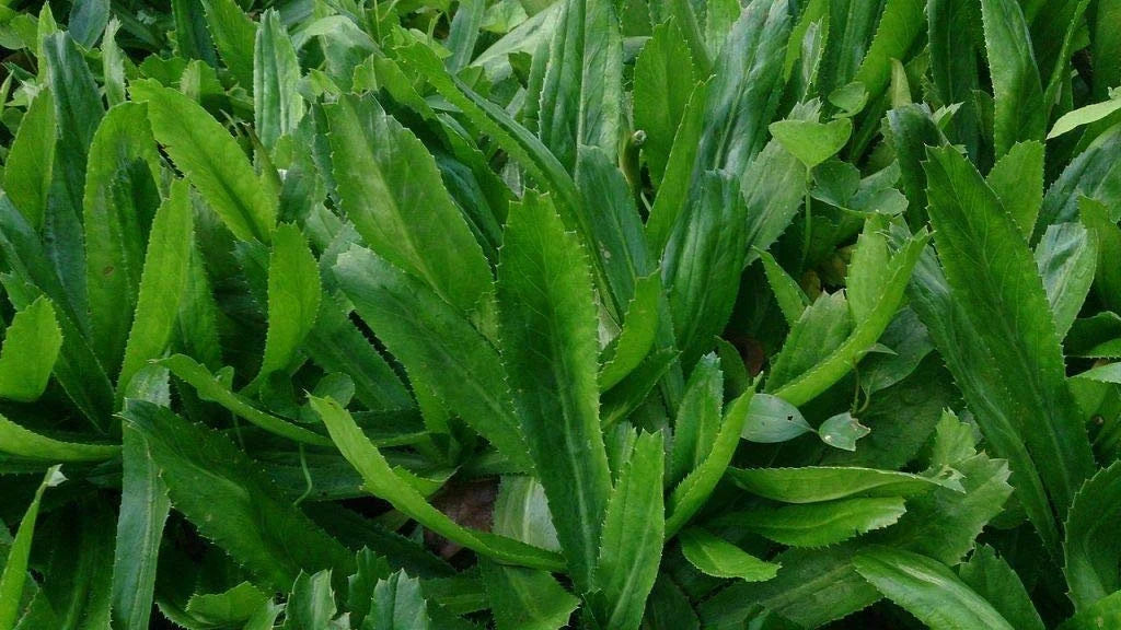 2000 CULANTRO Herb Seeds / Ngò Gai (mùi tàu) Vietnamese Thai Parsley / Recao(2-gram / 2)