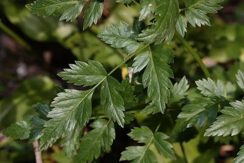50 LOVAGE Levistucum Officinale - Flavor like celery  anise - Herb Flower Seeds
