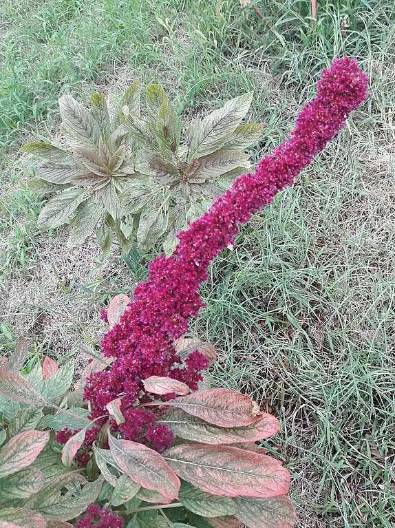 Amaranthus gangeticus | Elephant Head Amaranth | 50 Seeds