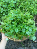 1000+ Crab Claw Seeds - Rau Cang Cua - Herb Peperomia Pellucida Pansit Pansitan Shiny Bush | Non GMO | Organic | Heirloom | High Germination