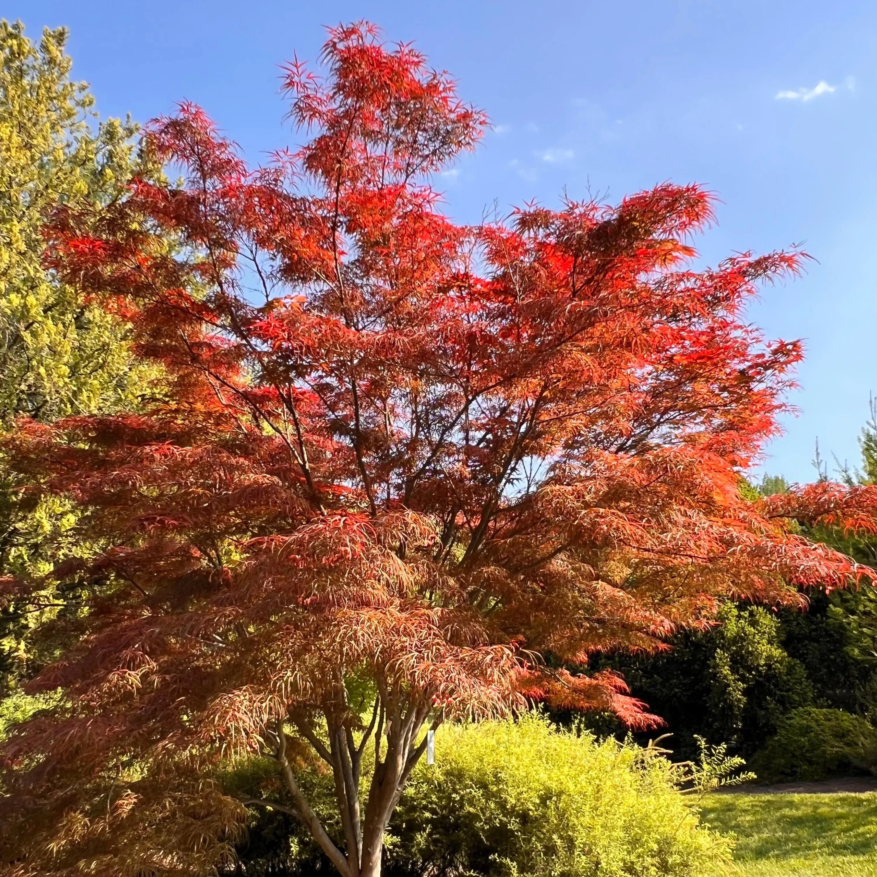 Red Willow Japanese Maple Tree (Acer Palmatum;s Red Willow;) Seeds(2 Seeds)