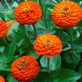 Zinnia Lilliput Orange Seeds