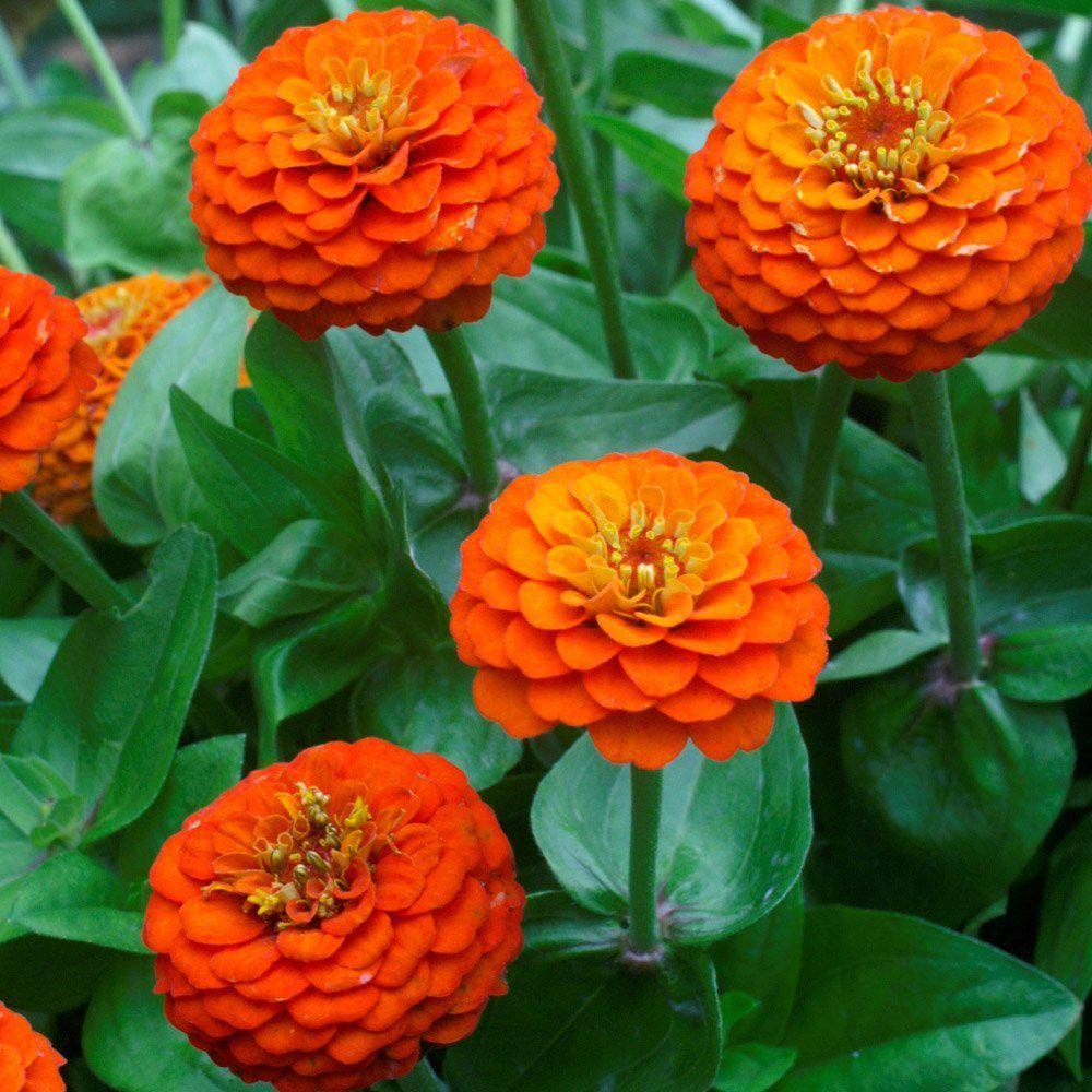 Zinnia Lilliput Orange Seeds