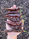 Leviathan Gnarly Dark Scorpion Pepper Seeds Pack - Superhot Pepper Seeds