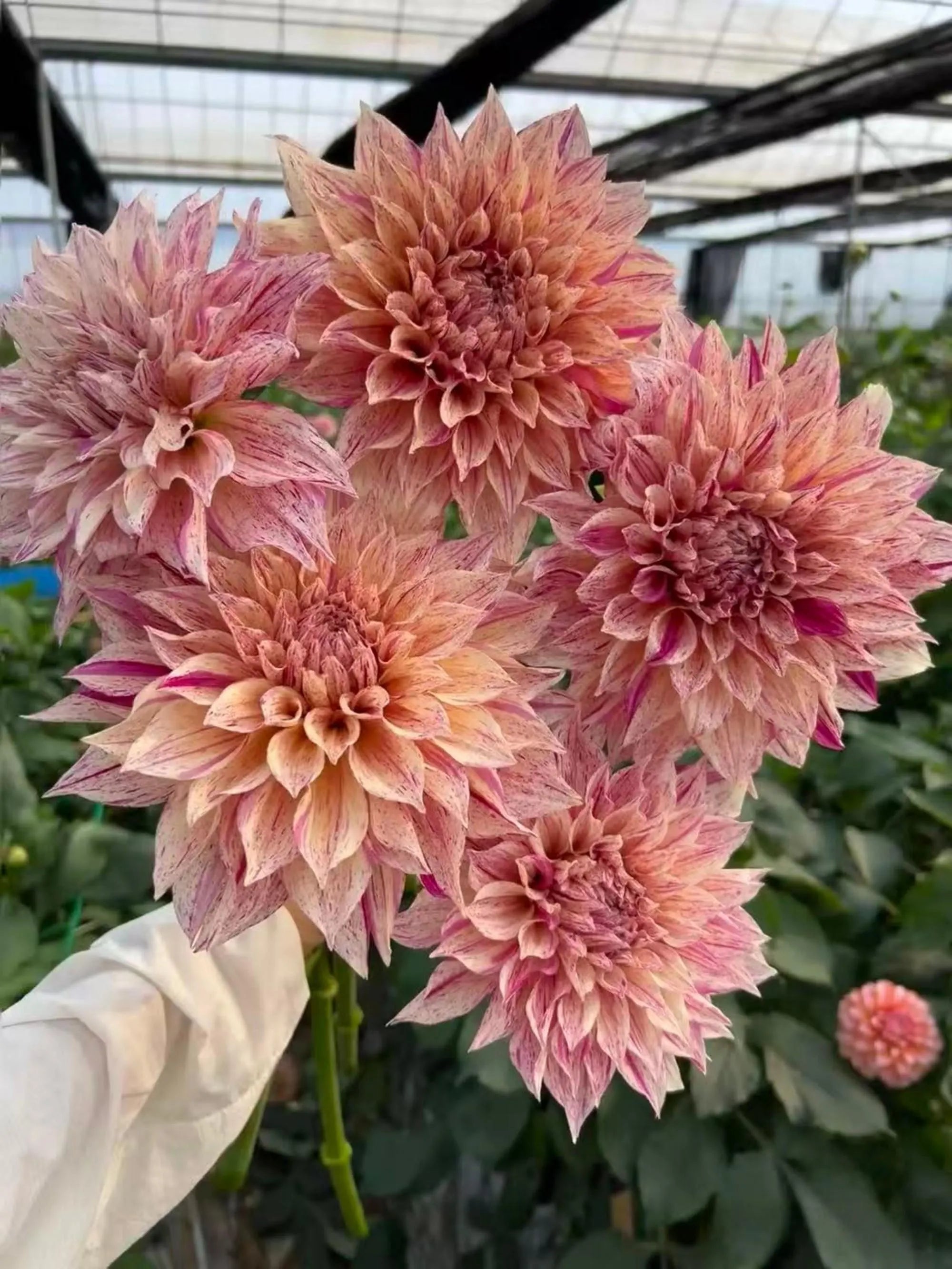 Stripe Cafe au Lait Dahlia  Seeds - 25 Count:  Giant Blooms - Flowering ， Cut Flowers, Large Flowers, Easy Growing,  Fast Growing