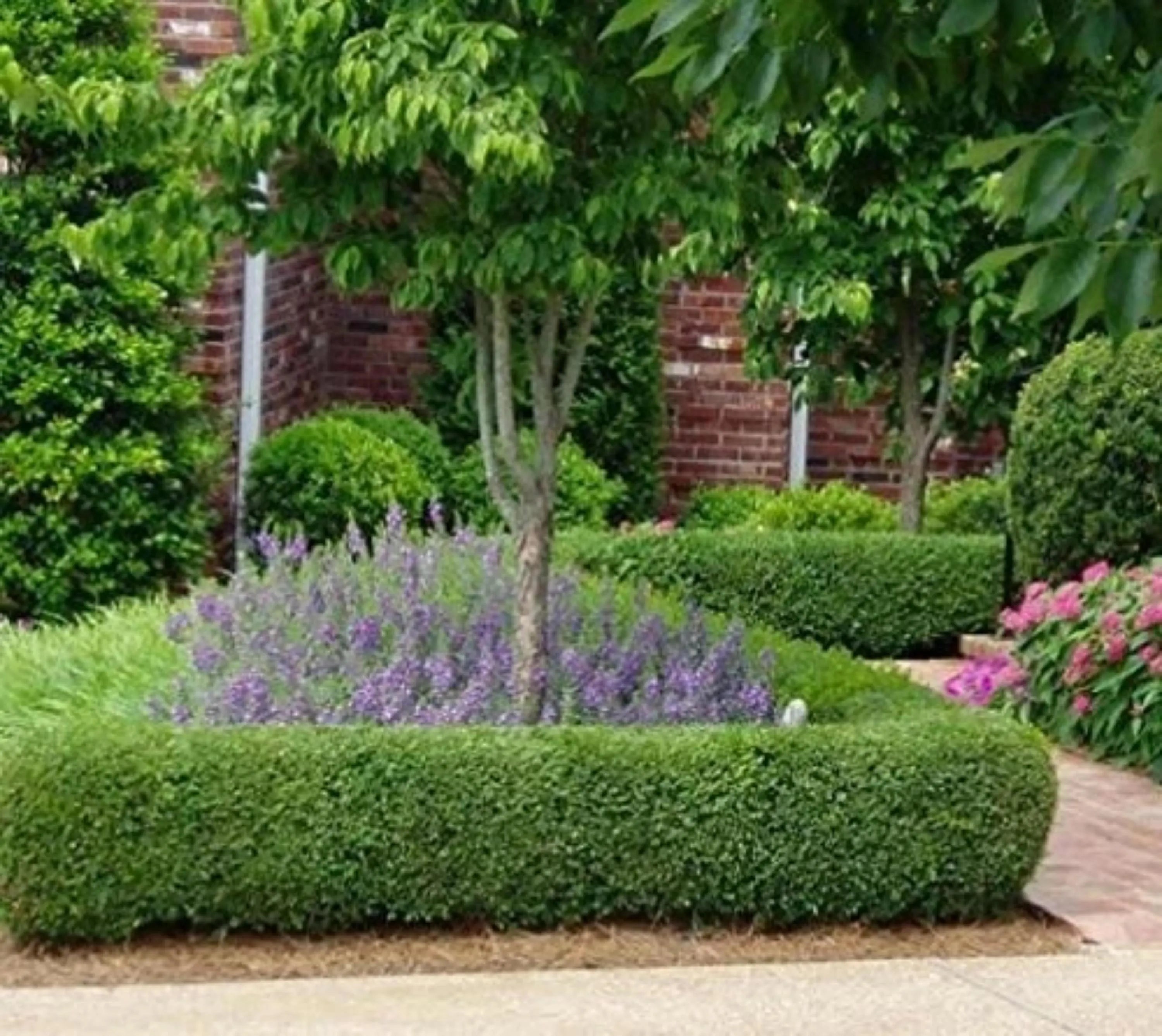 True Dwarf English Boxwood – Live Starter Plant (7M Pot)