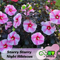 Starry Starry Night Hibiscus Seeds - Edible, Cold Resistant, Showy Flowers, Attracts Pollinators - Plant in Spring or Early Summer