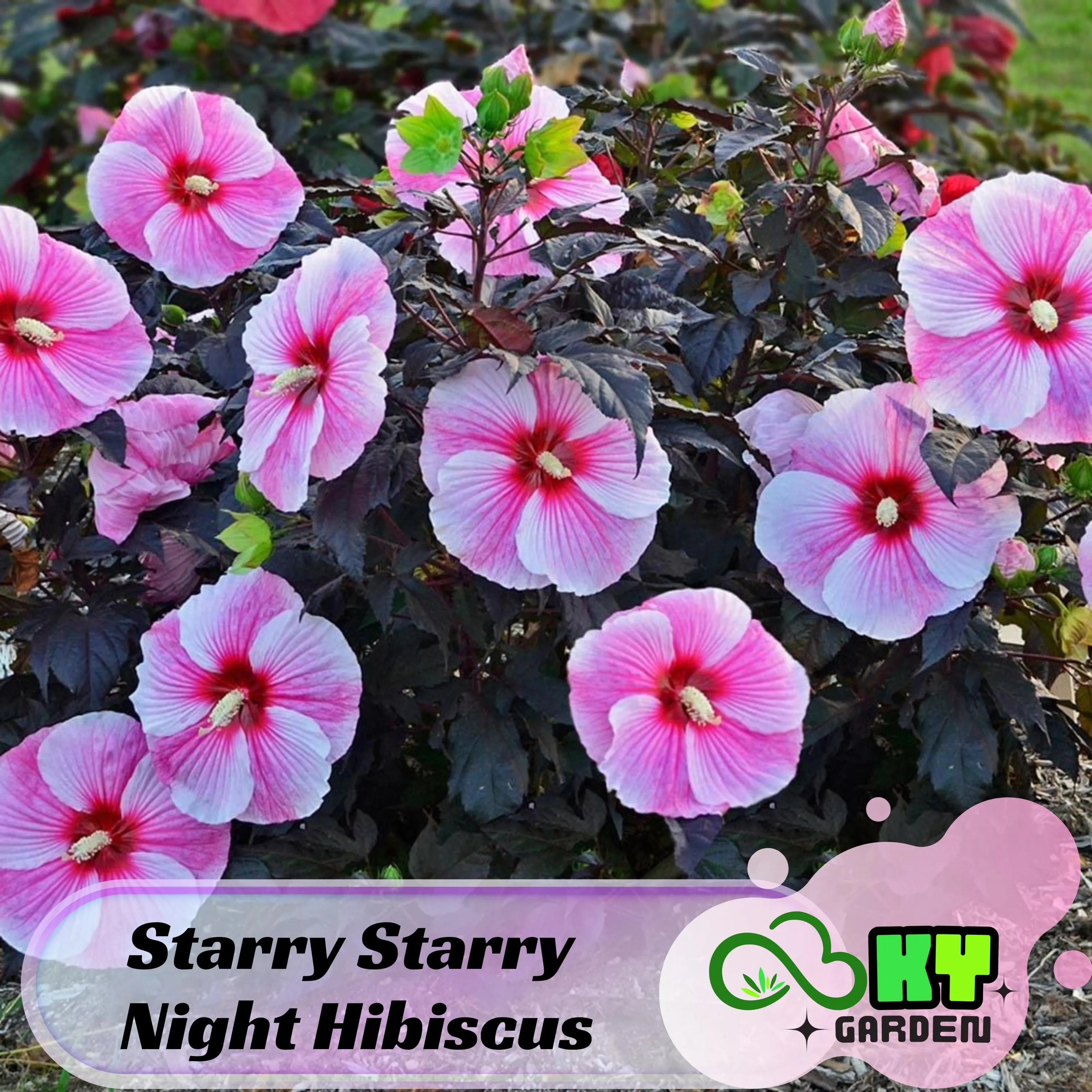 Starry Starry Night Hibiscus Seeds - Edible, Cold Resistant, Showy Flowers, Attracts Pollinators - Plant in Spring or Early Summer