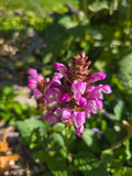 Pink Prunella vulgaris (Selfheal), Perennial (25+ Seeds)