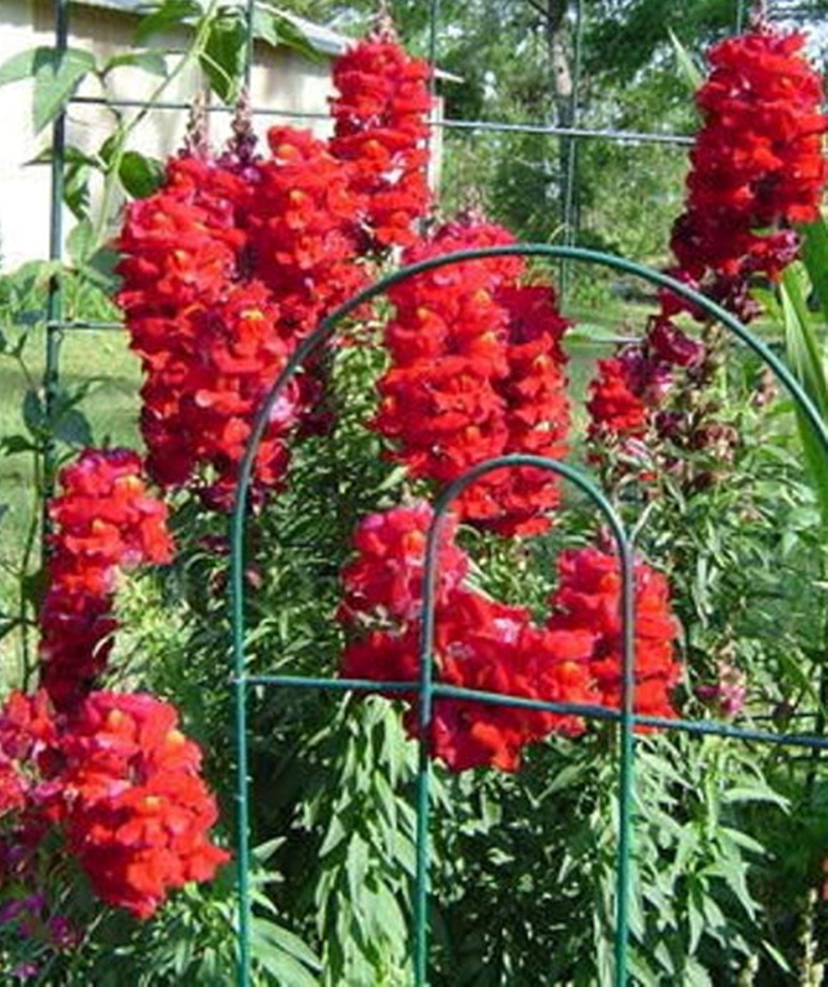 Snapdragon Ruby -50 Seeds - 36 Tall! - Dark Red Blooms - Antirrhinum majus