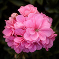 Precision Pink Ivy Leaf Geranium 25 Seeds: Flower Garden