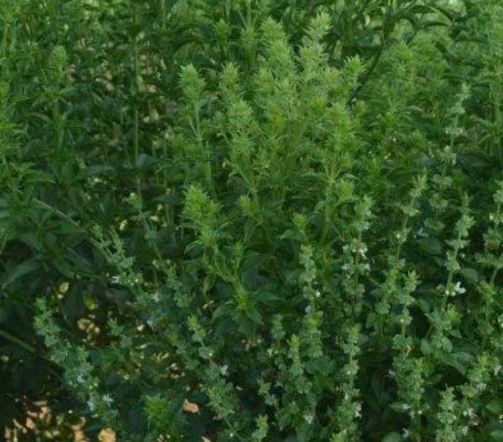 Fino verde basil seeds