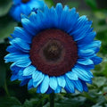 50 Midnight Oil Blue Sunflower Seeds: Rare Exotic Blooms
