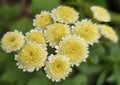 Feverfew Magic Lime Green (20+ Seeds), Perennial