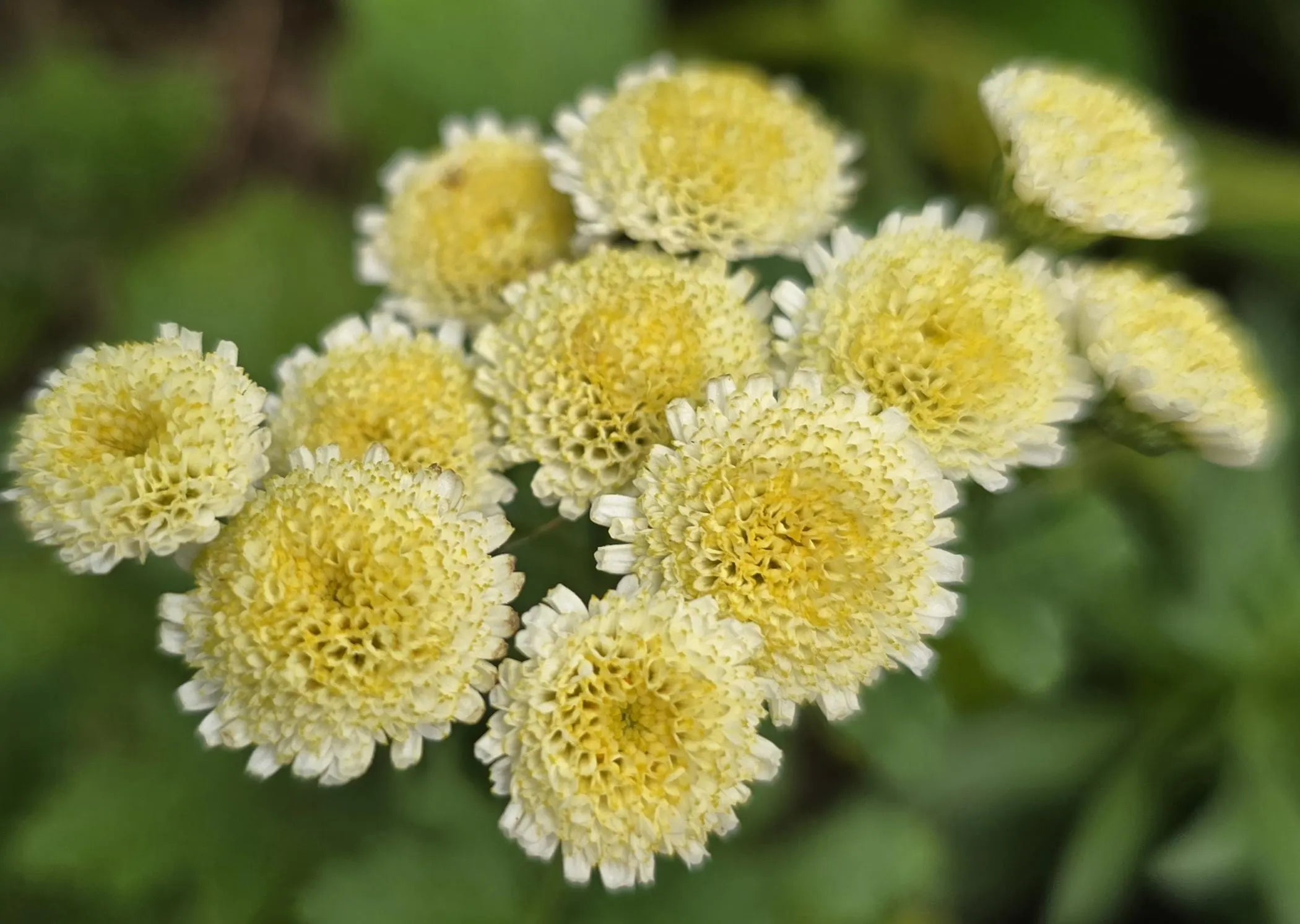 Feverfew Magic Lime Green (20+ Seeds), Perennial