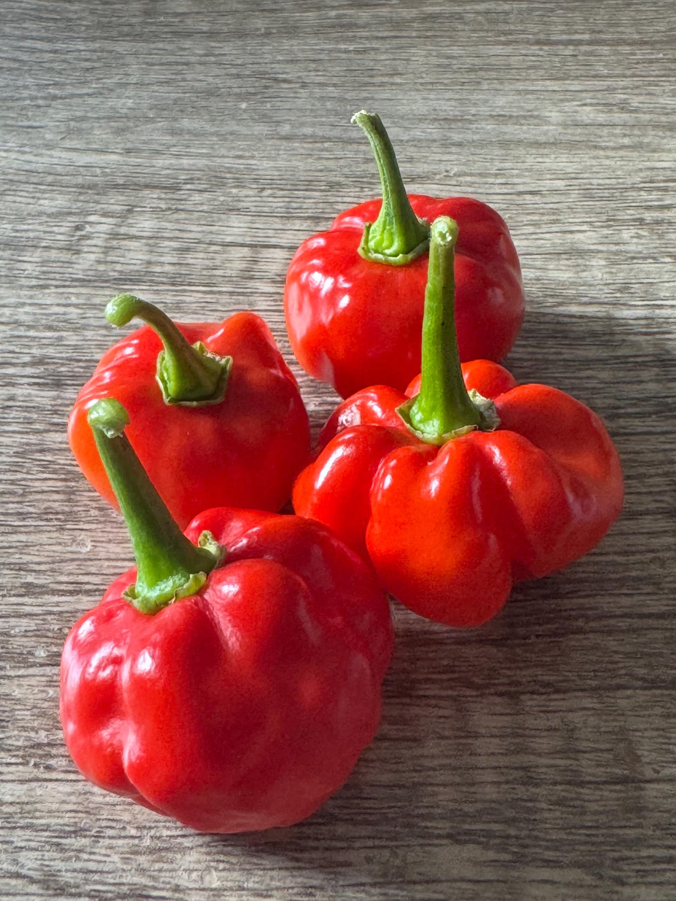 10+ Moa Red Scotch Bonnet Pepper Seeds