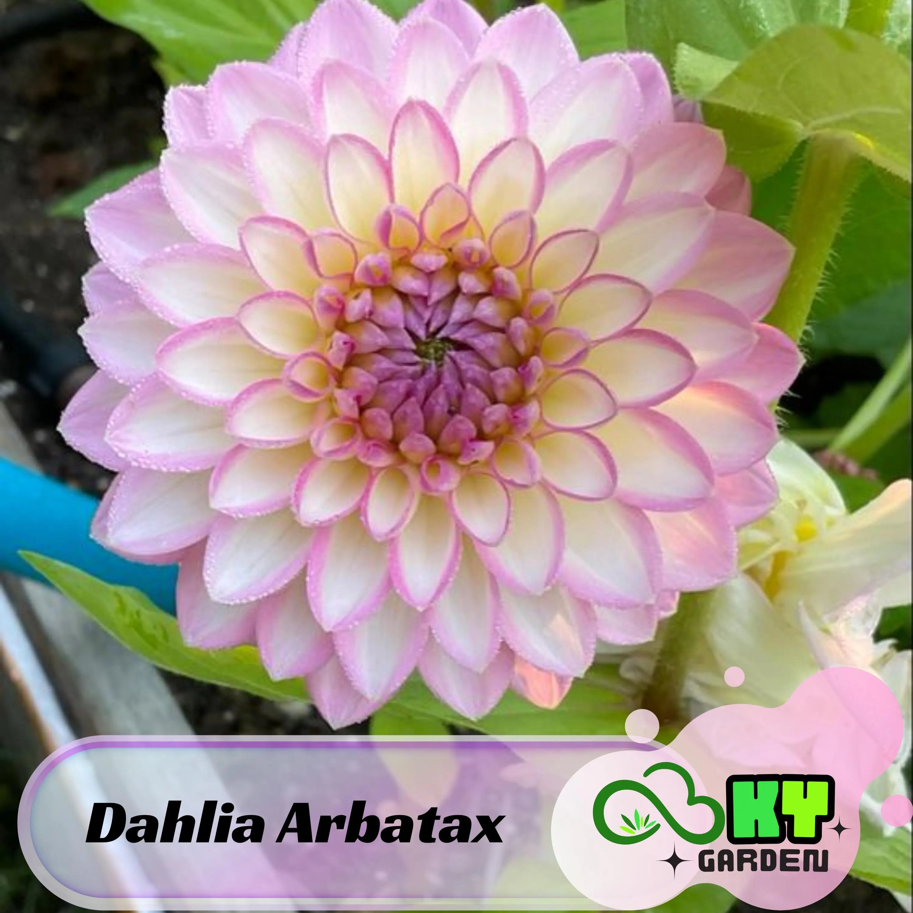 Dahlia Arbatax Seeds - Attracts Pollinators, Long Blooming Season, Vibrant Colors, Excellent Cut Flower, Plant in Spring