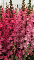 Floral Arrangements 50 Pelleted Snapdragon Seeds Maryland Rose Cut Flower Seeds