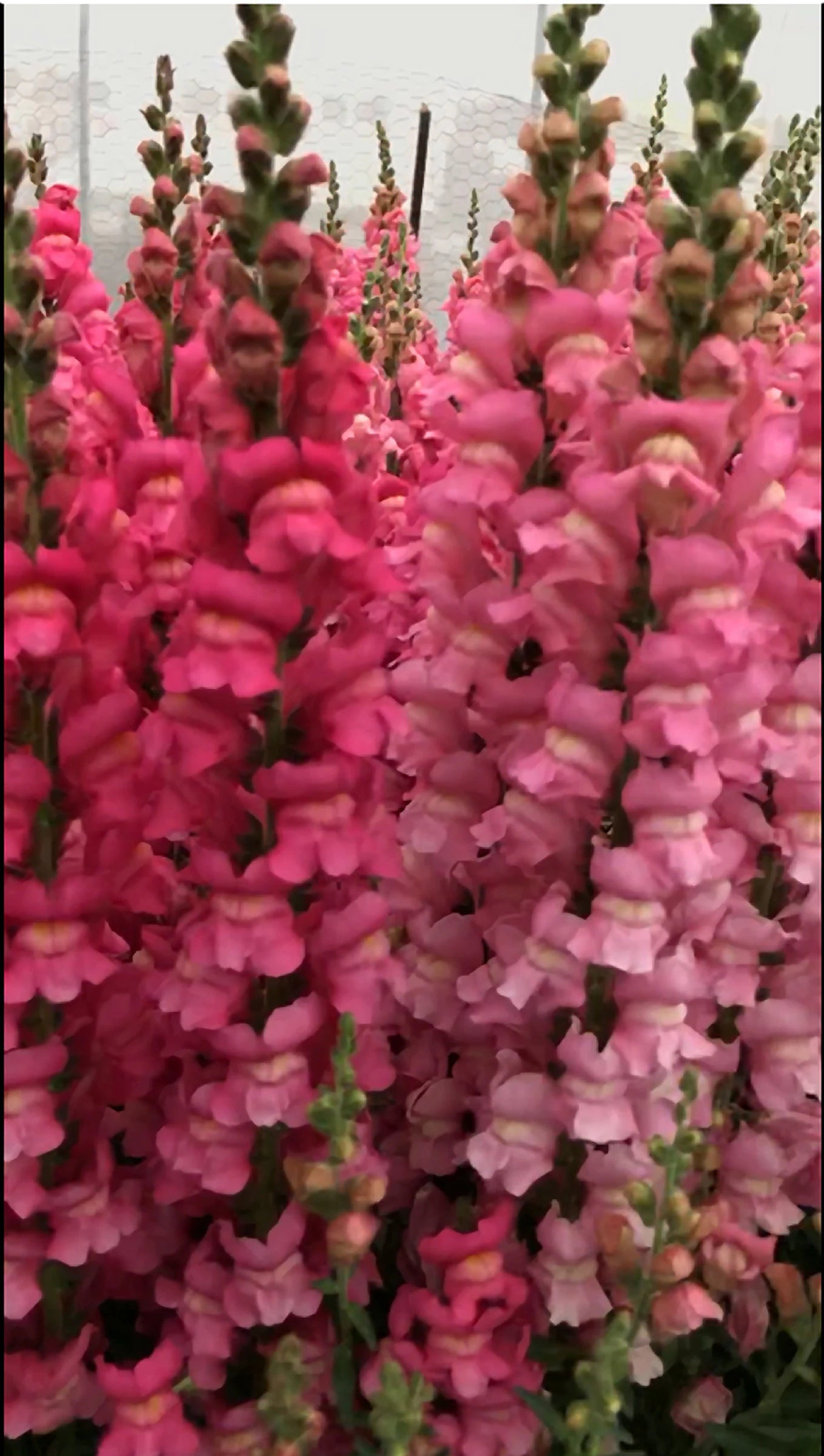 Floral Arrangements 50 Pelleted Snapdragon Seeds Maryland Rose Cut Flower Seeds