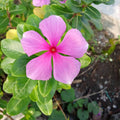 Vinca Rosea Periwinkle Perennial Flower Seeds