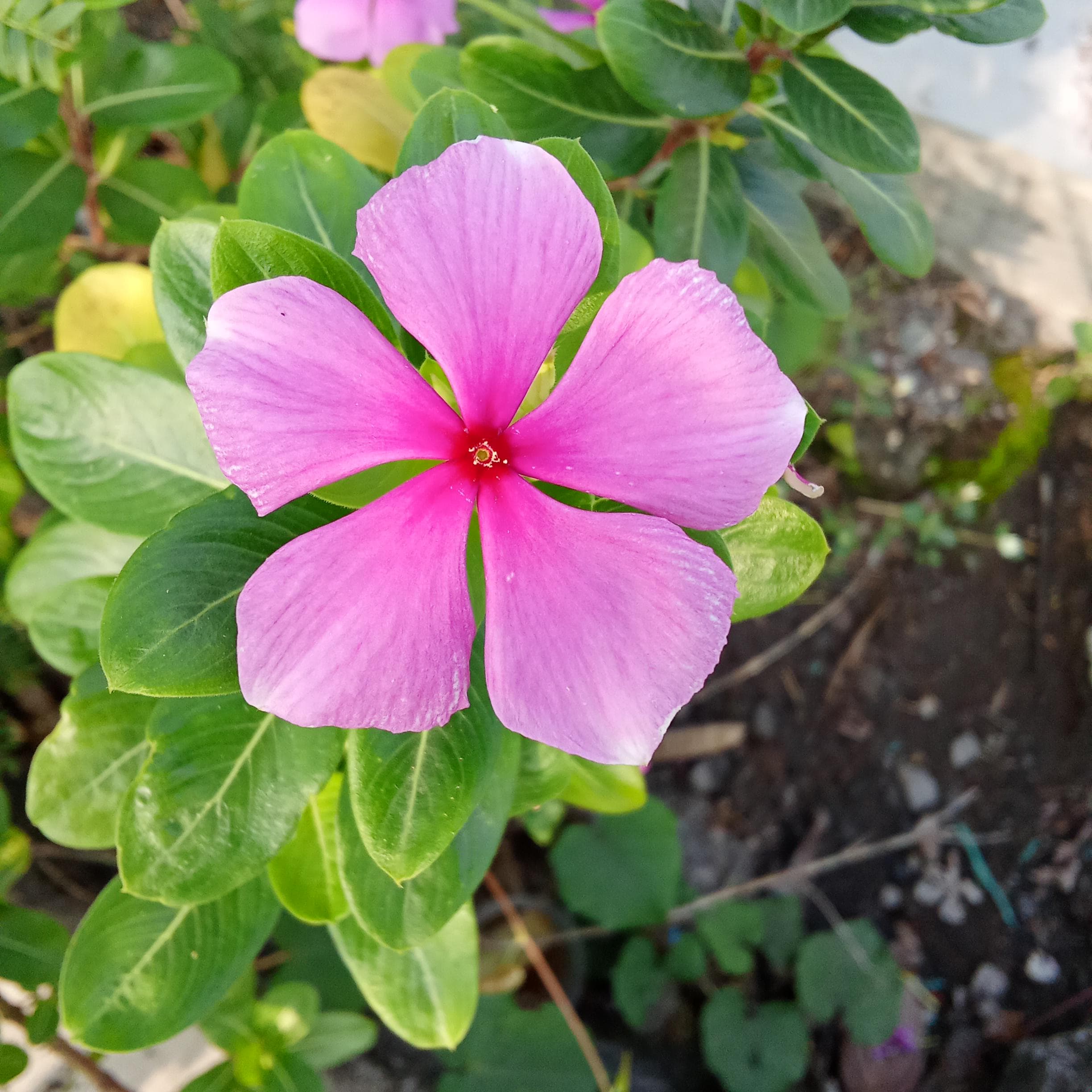 Vinca Rosea Periwinkle Perennial Flower Seeds