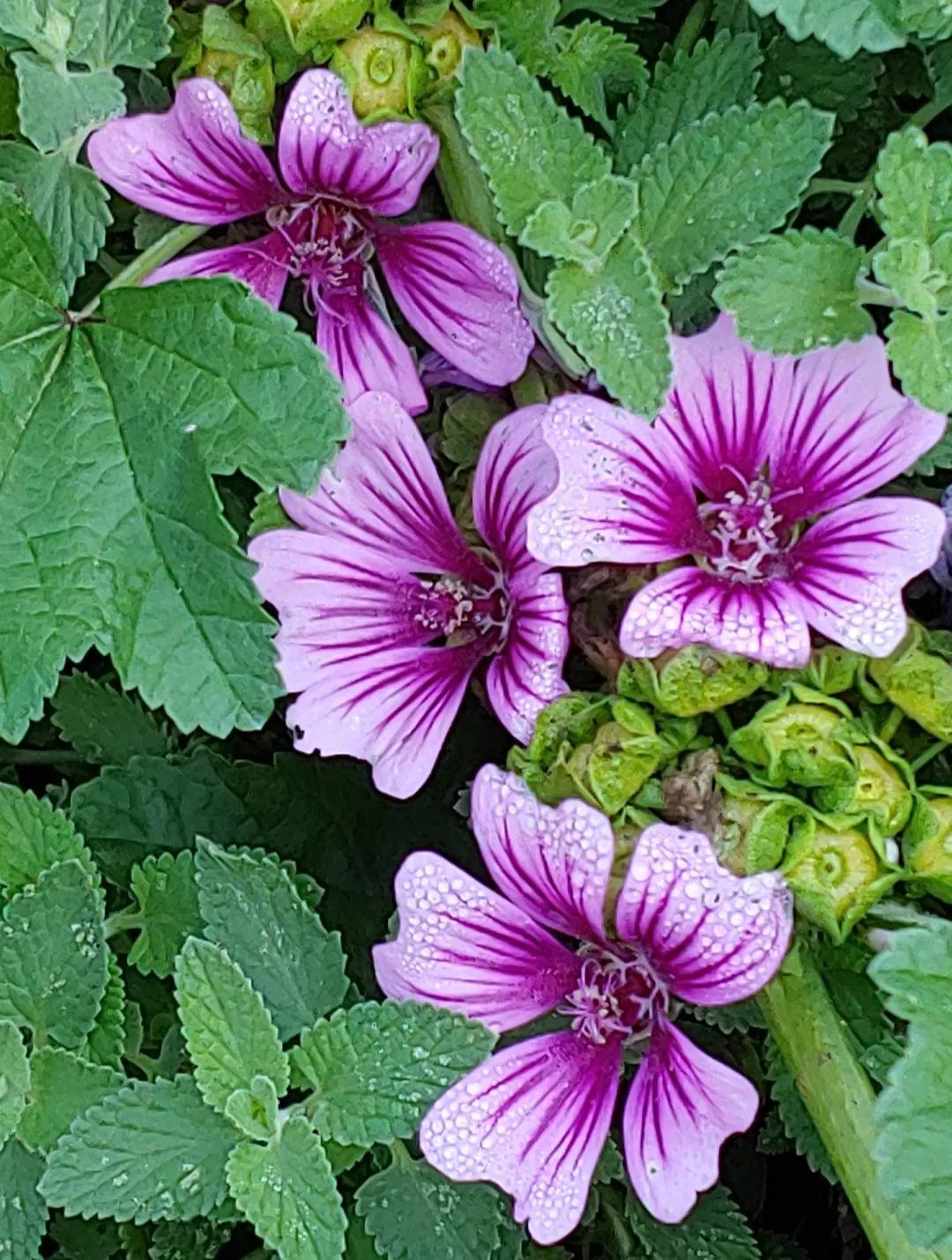 Zebrina flower seeds French hollyhock flower seeds perennial flower seeds easy grow flower sustainably grown seed(1 pack pale/purple)