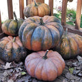 10 Musquee De Provence Pumpkin Seeds. Ships free