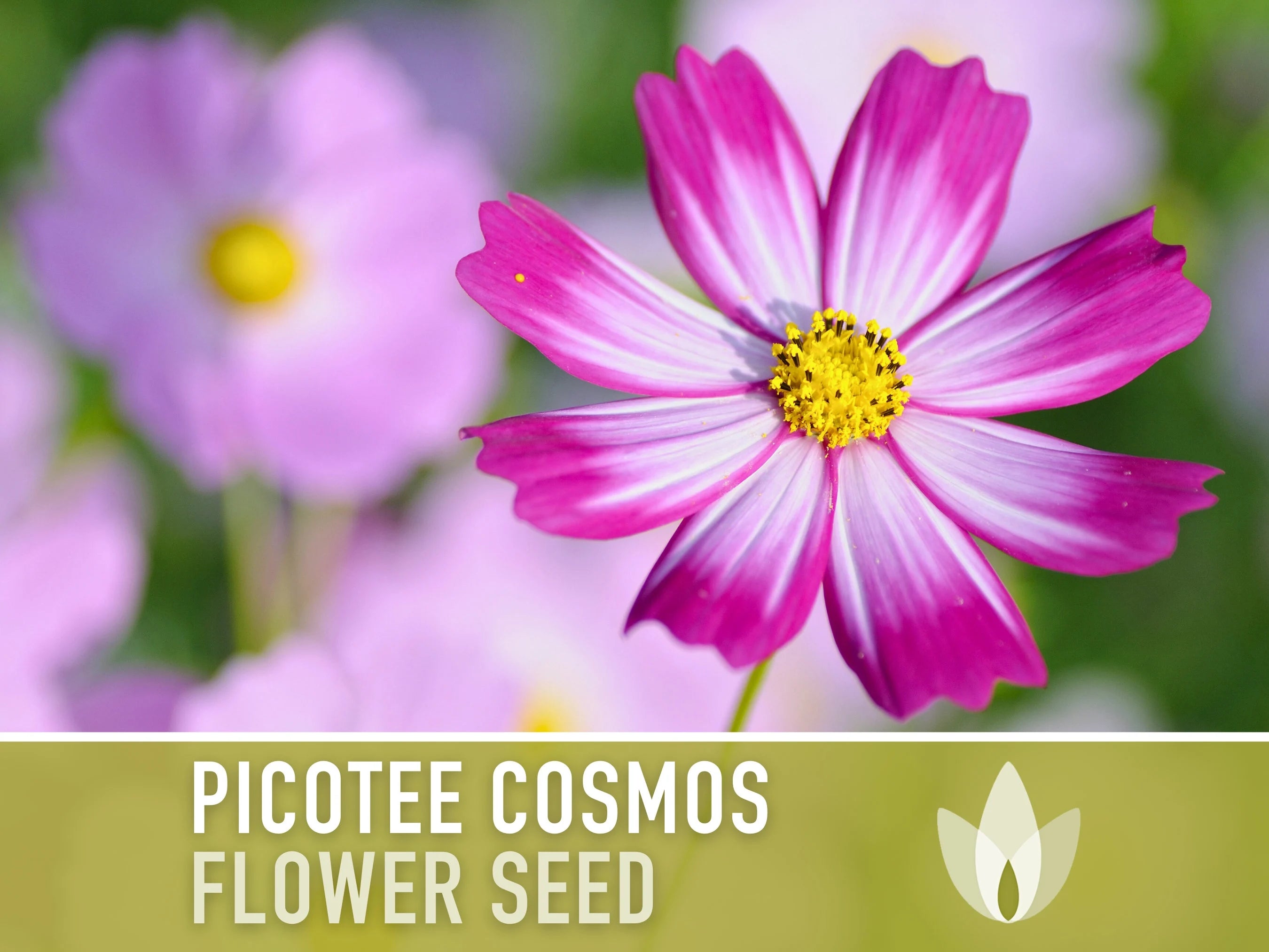 Picotee Cosmos Flower Seeds - Heirloom Flowers, Cut Flowers, Butterfly Garden, Pollinator Friendly, Non-GMO
