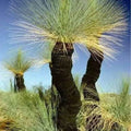 Xanthorrhoea Australis ( Grass Tree ), 20 Seeds