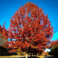 Red Oak Tree (Quercus Rubra) Seeds(10 Seeds)