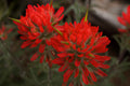 Indian Paintbrush seeds (Castilleja Agustifolia) 200 Seeds for Garden Planting USA Easy to Grow
