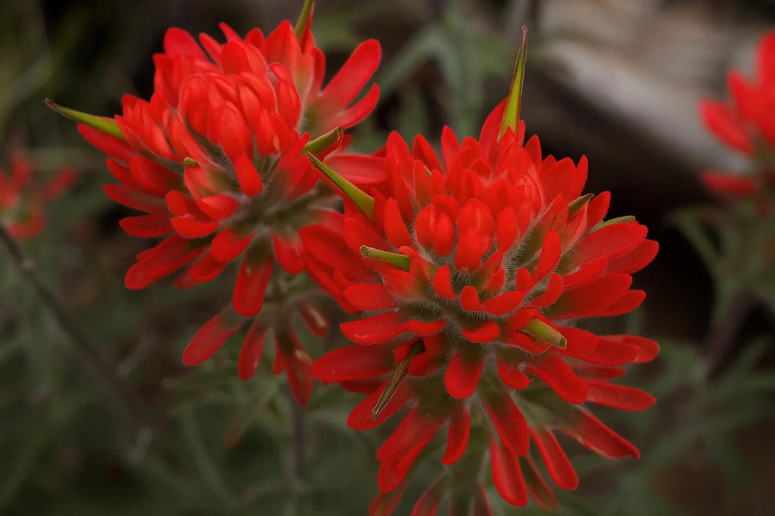 Indian Paintbrush seeds (Castilleja Agustifolia) 200 Seeds for Garden Planting USA Easy to Grow