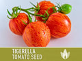 Tigerella Tomato Seeds - Heirloom Seeds, Slicing Tomato, Green Zebra, Salad Tomato, Solanum Lycopersicum, Open Pollinated, Non-GMO